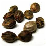 Семена марихуаны АК-47 (Seeds AK-47) в Урае Семена марихуаны АК-47 (Seeds AK-47) в Урае